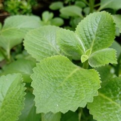 Aloe Vera Leaf digestion benefits – CANDIDA DETOX – Black Walnut – 1 BT