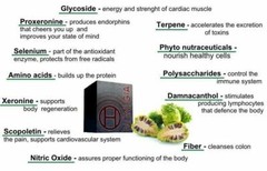 NONI GIA by BHIP GLOBAL Noni Fruit Antioxidant Immune System + Digestion Support