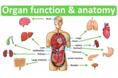 Vitamin B-Complex, Healthy Growth, Function of Organs, Brain, Heart