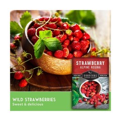 Survival Garden Seeds Alpine Regina Strawberry – 1 Packet of Fruit Seed with …