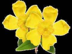 Ginkgo Biloba Seeds – ST. JOHN’S WORT EXTRACT – Pain Relief 3 Bottles