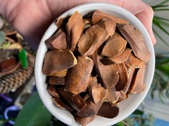 Swietenia macrophylla 20 Seeds, Sky fruit, Mahagony, Mahoni, From indonesia