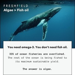 Freshfield Vegan Omega 3 DHA: Algae Oil, Carrageenan Free, Sustainably Sourced