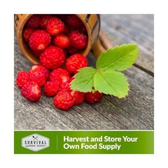 Survival Garden Seeds Alpine Regina Strawberry – 1 Packet of Fruit Seed with …