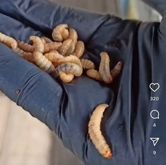 Wax Moth Larvae Tincture 1 oz (30ml) Extract 25% Воскова моль – Огневка