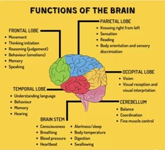 Vitamin B-Complex, Healthy Growth, Function of Organs, Brain, Heart
