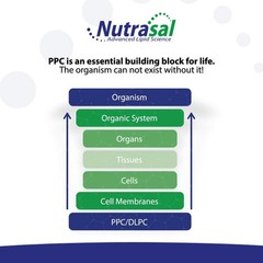 Nutrasal PhosChol Liquid Concentrate, 3000mg – 8 oz.