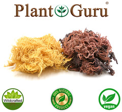 St Lucia Sea Moss / Dr Sebi Irish Moss Wildcrafted 100% Raw Gold, Purple, Green.