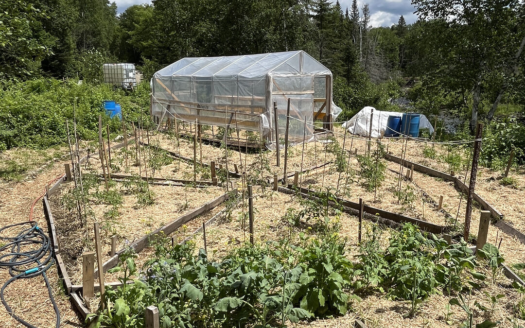 From Sap to Seedlings