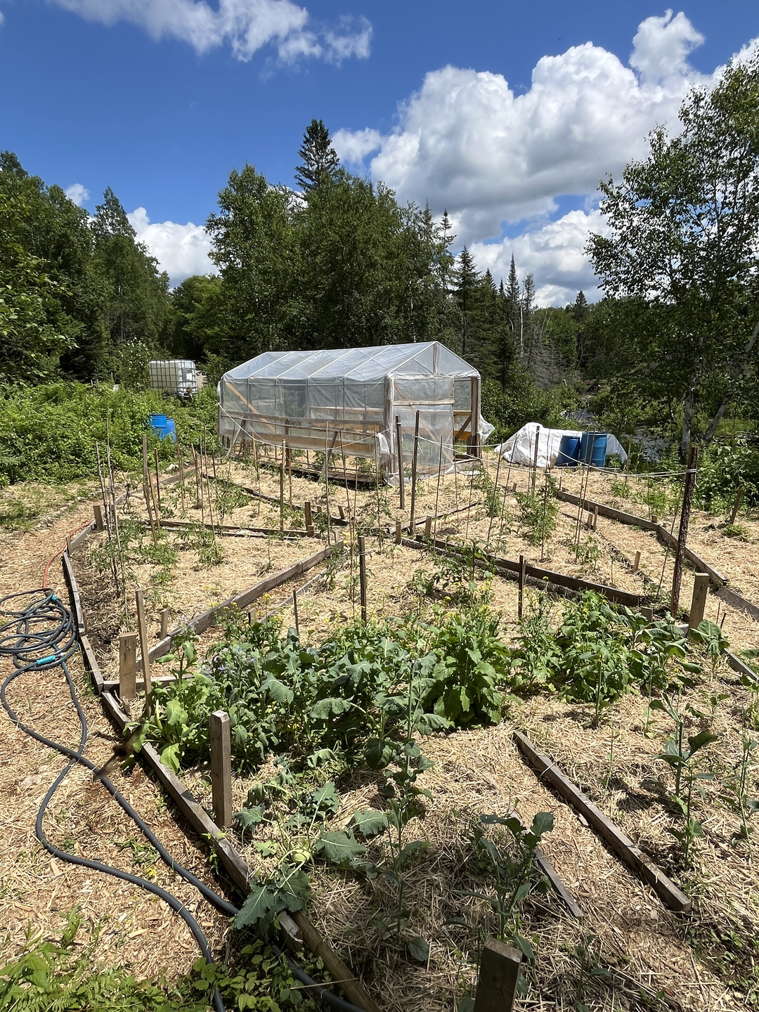 From Sap to Seedlings
